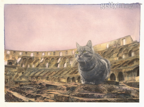Cats of the Colosseum, Rome